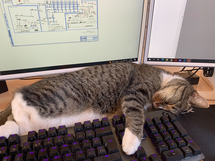 А я с котом работаю | Пикабу