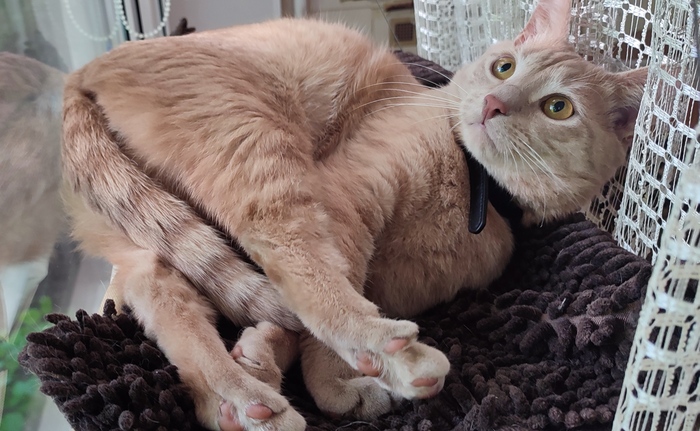 Про котиков же забыли!!!