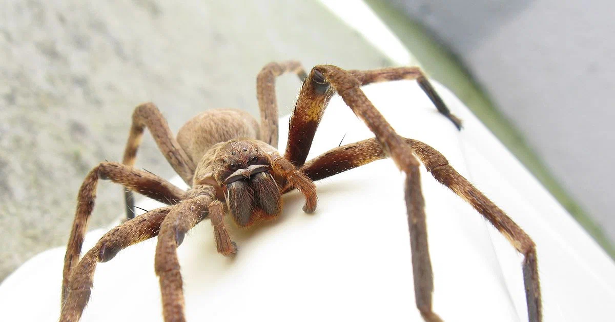 Пауки spiders. Австралийский паук Егерь. Цербал Аравийский. Паук Хантсмен Австралии. Huntsman Spider паук-охотник.