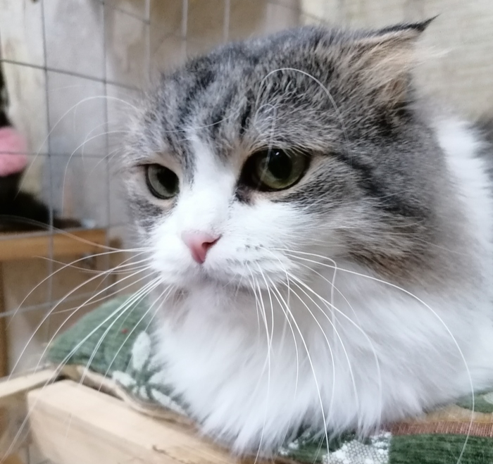 Котосова | Пикабу