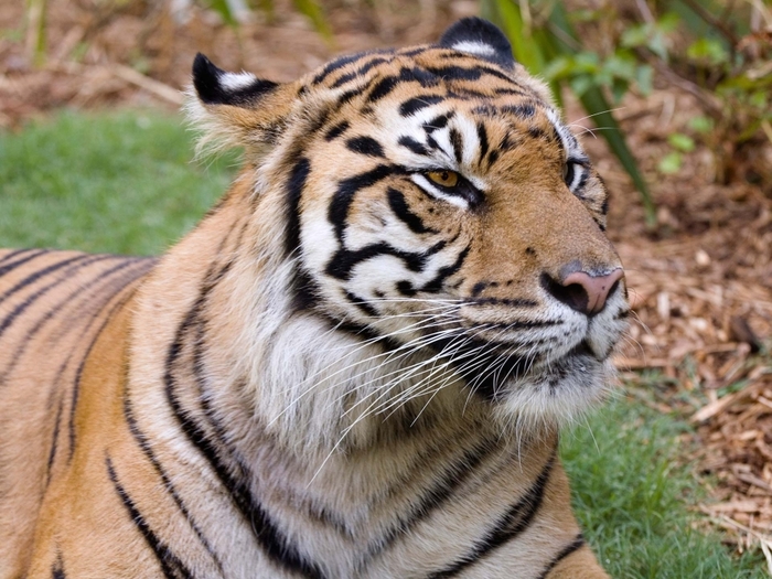 Прислушивается