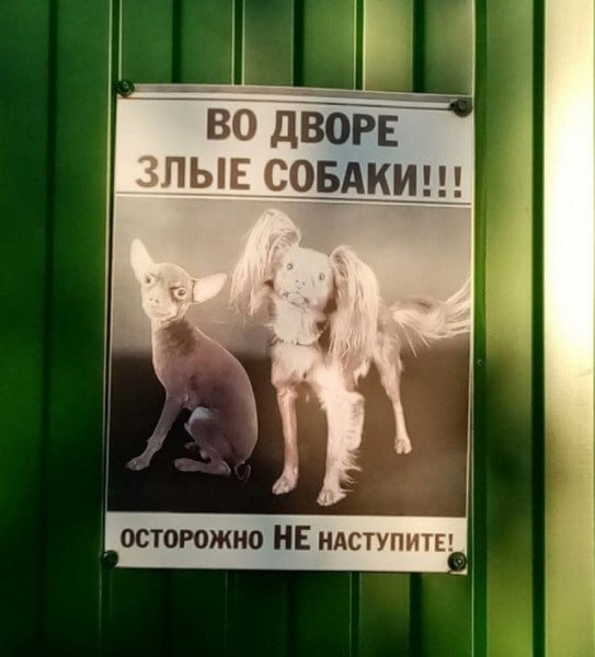 Злые собаки :-) | Пикабу