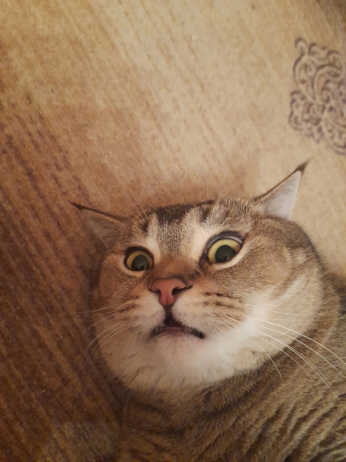 Тяжело быть котом | Пикабу