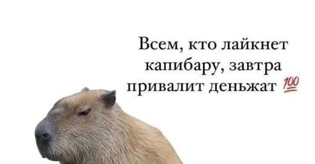 Денежная капибара | Пикабу