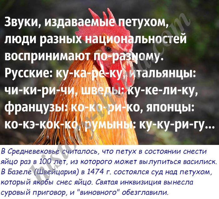 За что в Швейцарии казнили петуха