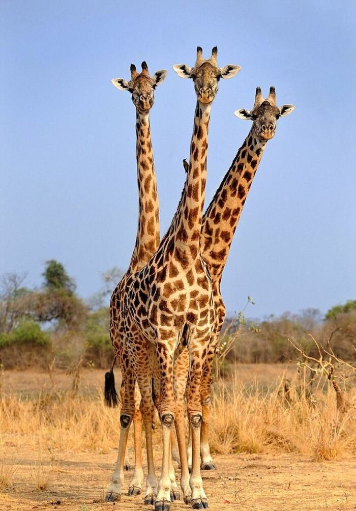 Жираф Горыныч