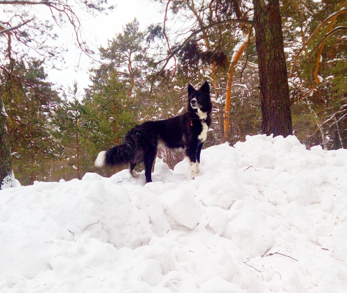 Мы же победили? | Пикабу