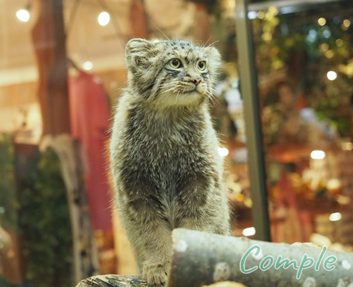 Звезда в свете огней