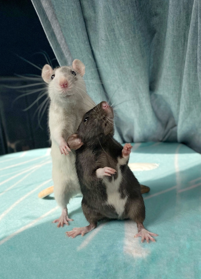    , , ,  , 