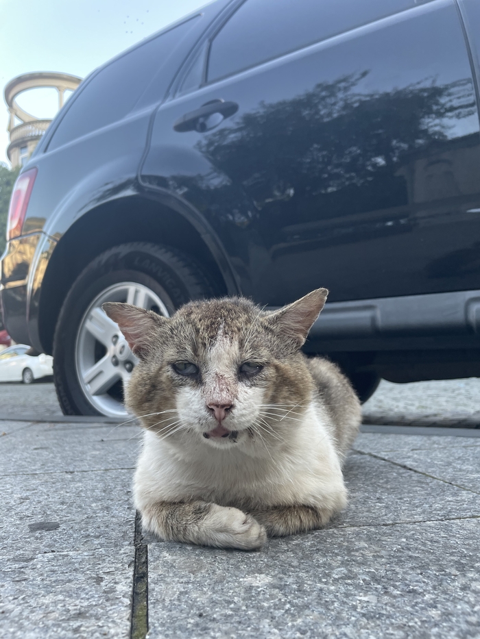 ������ ������� ���