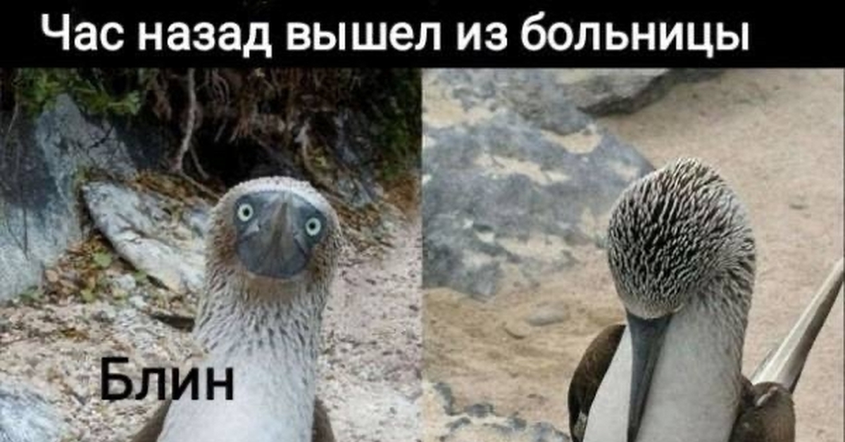 Бахилы | Пикабу