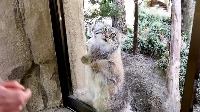 Месье, же не манж па сис жур