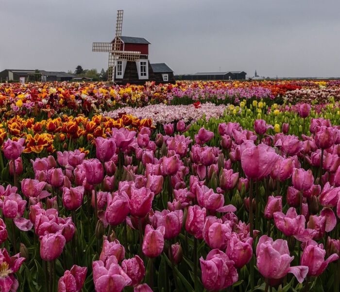   Tulip Experience Amsterdam , ,  (), , , , 