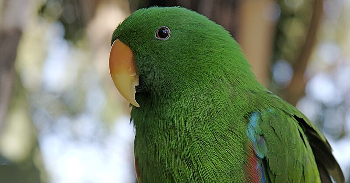 Попугай крокодилы бегемоты. Eclectus roratus. Клинохвостые попугаи. Благородный зелёно-красный попугай. Зеленый попугай порода.