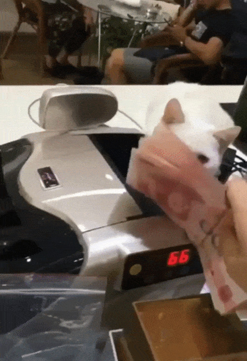 Котейка денюжку бережет Гифка, Ассорти, Кот, Длиннопост