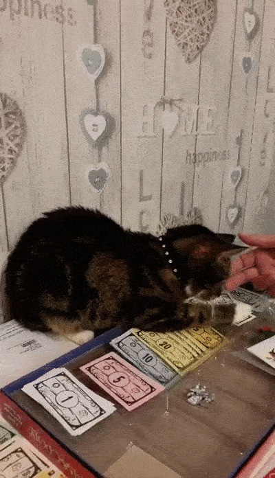 Котейка денюжку бережет Гифка, Ассорти, Кот, Длиннопост