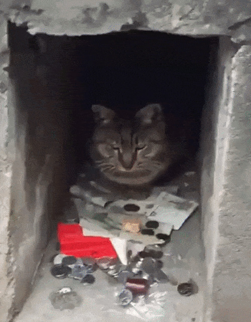 Котейка денюжку бережет Гифка, Ассорти, Кот, Длиннопост