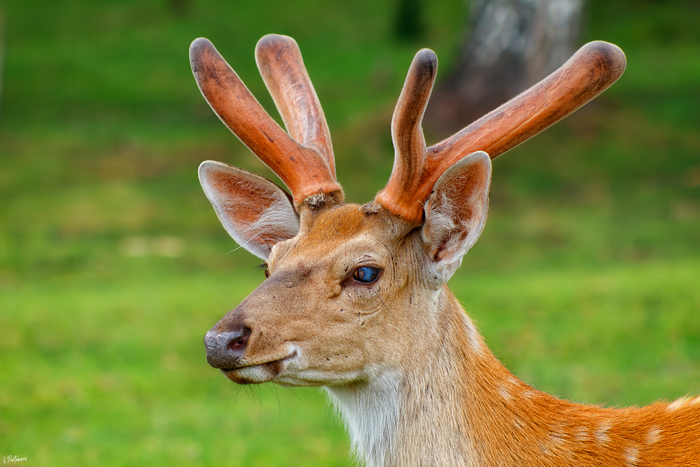 ��������� �����