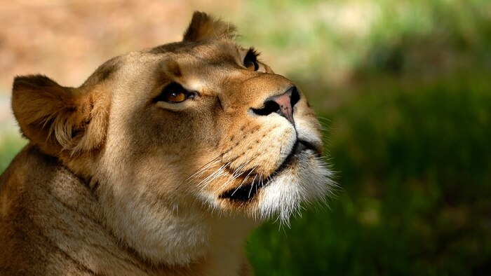 Добрый взгляд