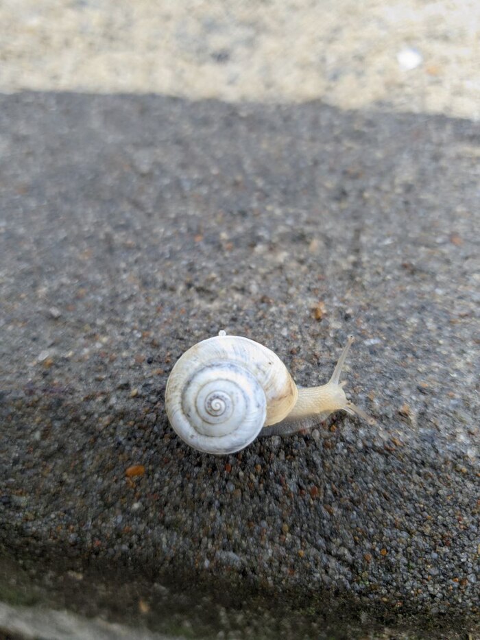 ��������� ������ ������� (������)