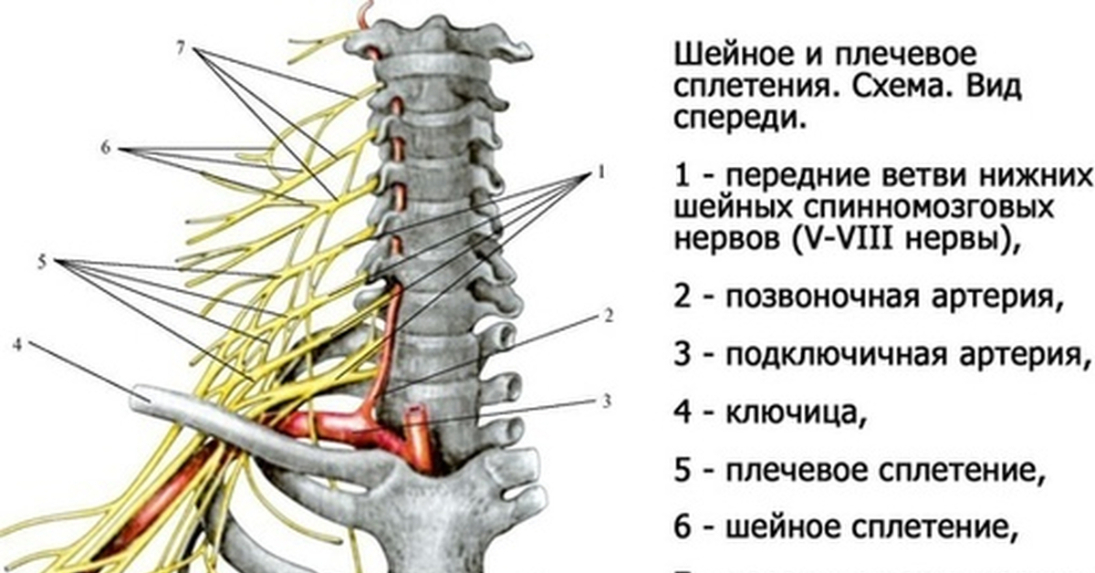 Верхний шейный узел. Шейное сплетение спинномозговых нервов. Шейное и плечевое сплетение. Задние ветви спинномозговых нервов , передние ветви, шейное сплетение. Спинномозговые нервы шейное и плечевое сплетение анатомия.
