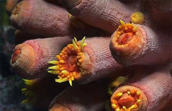 Волна постов про сиськи