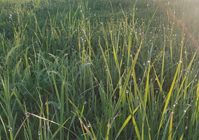 Утренняя роса... | Пикабу