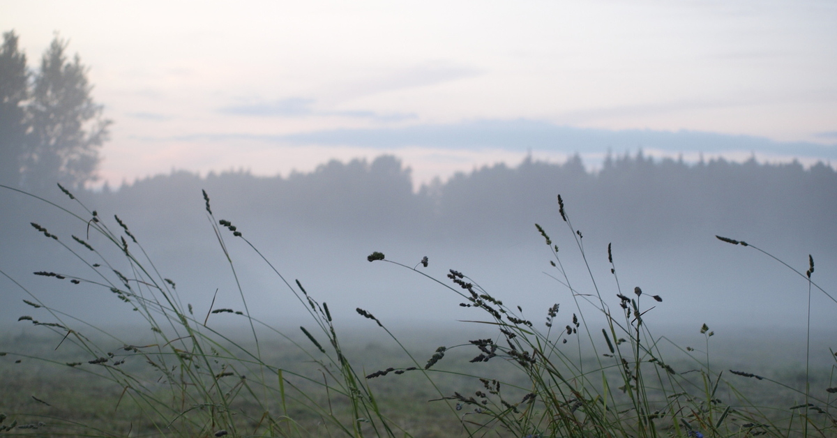 Цвет утренний туман. Природа туман. Туманное поле. Осень поле туман. Несколько туманно.