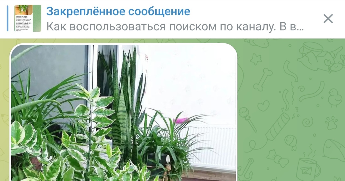 Кто придумывает такие названия растениям? | Пикабу