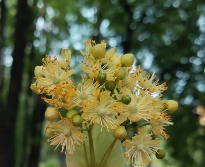 Летнее золото | Пикабу