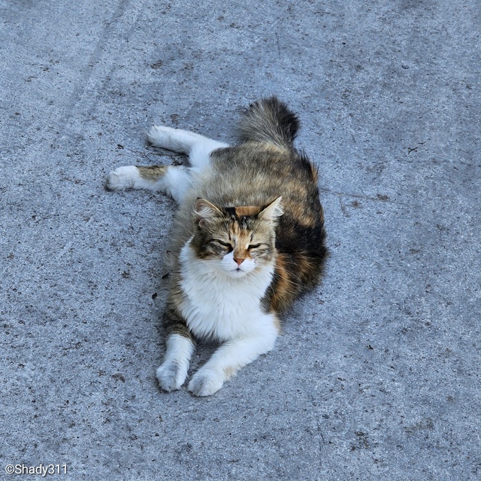 Турецкие котики | Пикабу
