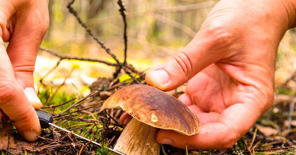 Picking mushrooms. Грибы в лесу. Белый гриб. Грибной лес. Сбор грибов.