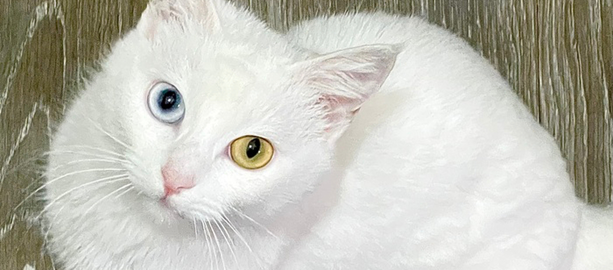 Глухой котенок