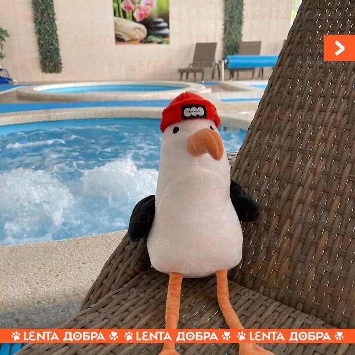 Лента добра Доброта, Отдых, Забывчивость, Все хорошо, Милота, Анапа, Отель, Длиннопост