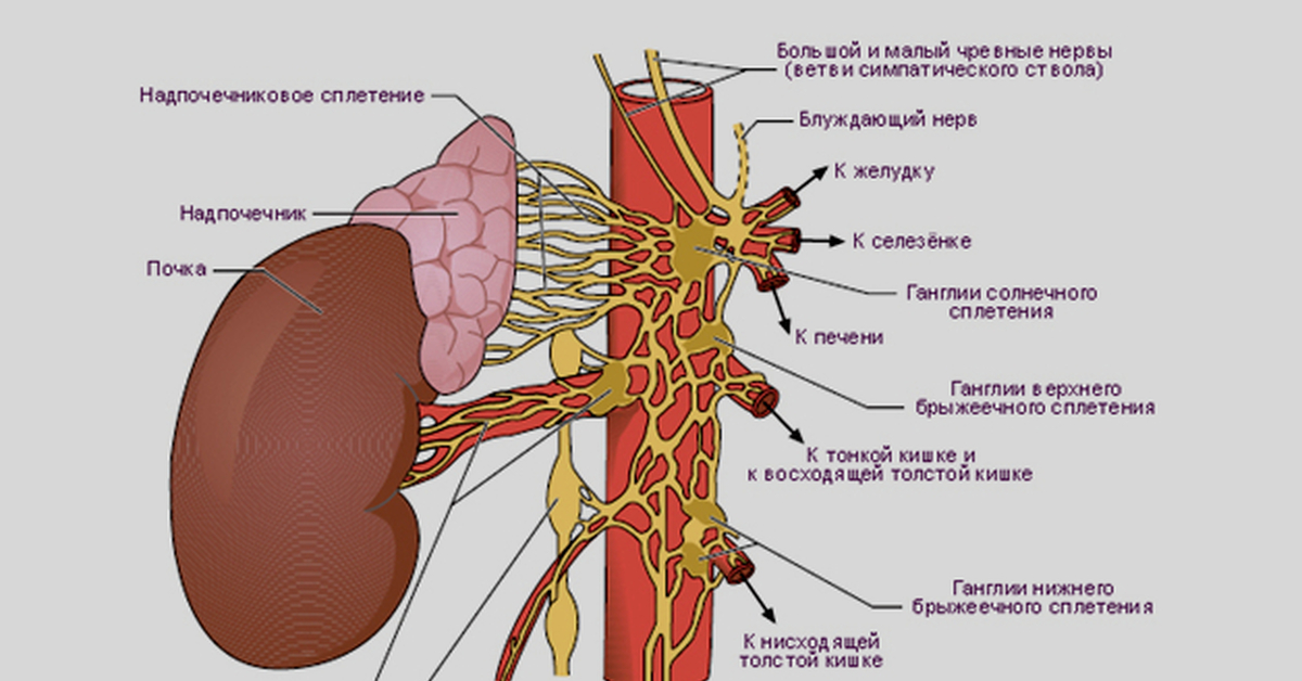 Еда и солнечное сплетение. Солнечное сплетение анатомия. Строение солнечного сплетения. Солнечное сплетение анатомия и физиология. Гипогастральный нерв.