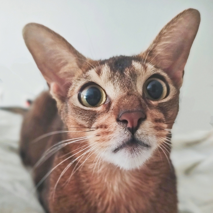   , , ,  , 