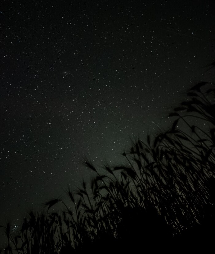 Звездное небо над полем