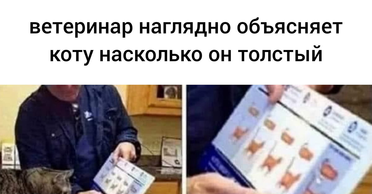 Ветинары ветеринары мем фото