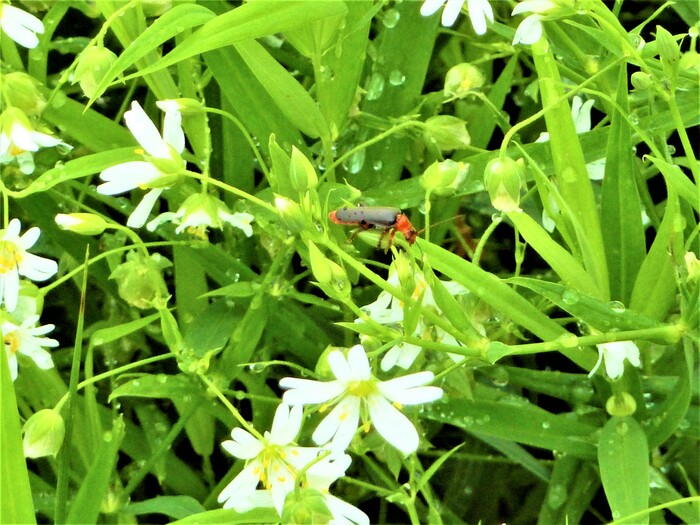 ����� �����