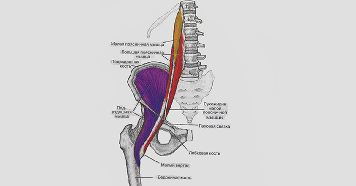 Пояснично бедренный. Подвздошно поясничный отдел позвоночника. Подвздошно поясничная мышца бедра анатомия. Подвздошная мышца триггерные точки. Подвздошно-поясничная мышца латынь.