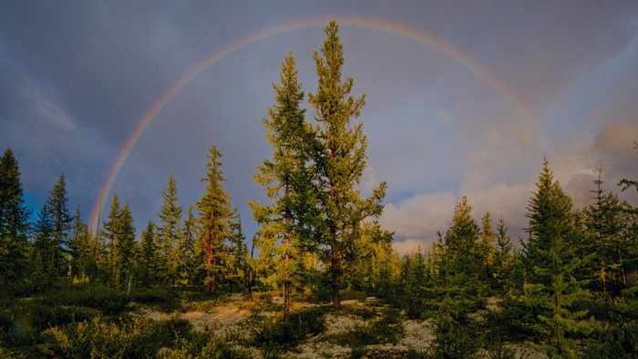 Радуга над лесотундрой