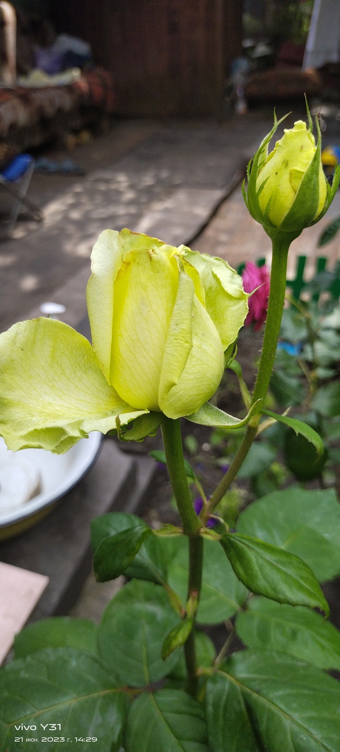 ������ ����