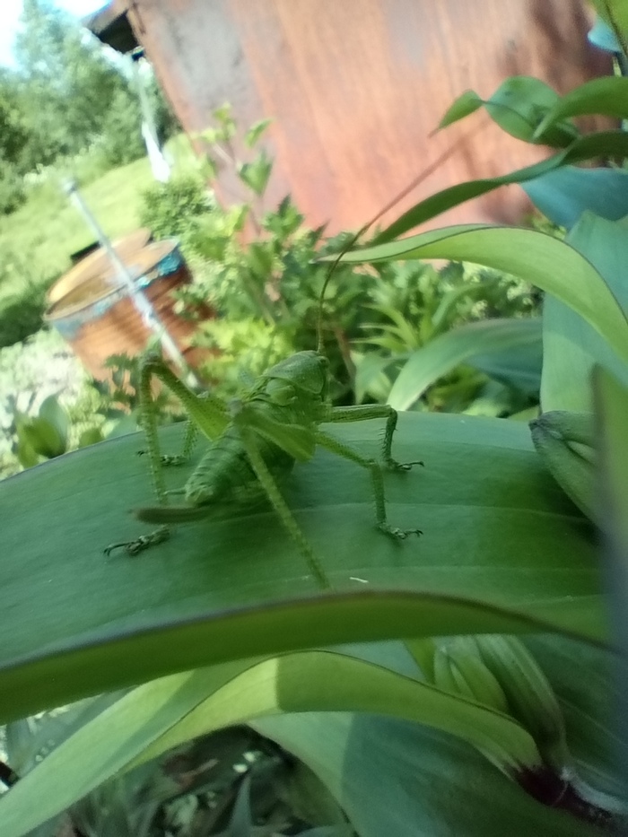 Череповецкий кузнечик ) | Пикабу