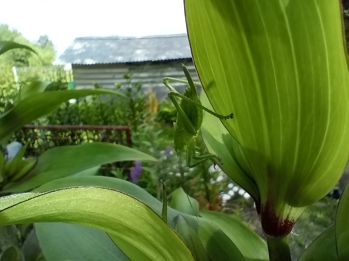 Череповецкий кузнечик ) | Пикабу