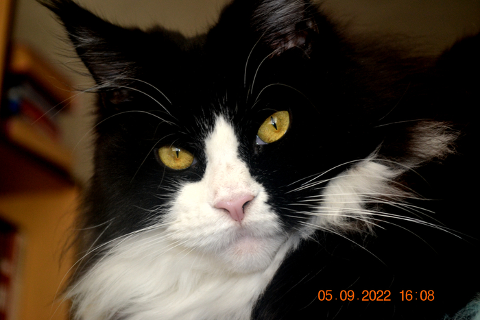 Серьёзная барышня