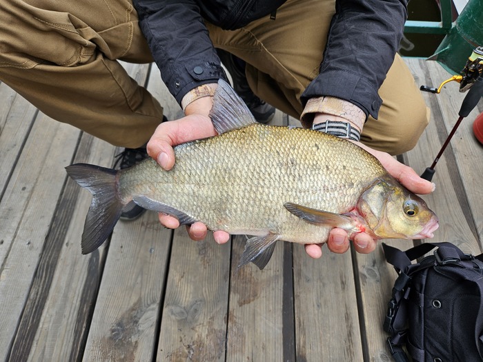 Канальный лещ