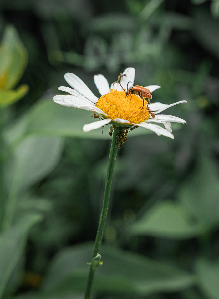 "Царь горы" на ромашке