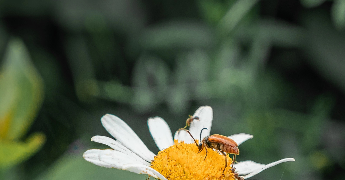 "Царь горы" на ромашке | Пикабу