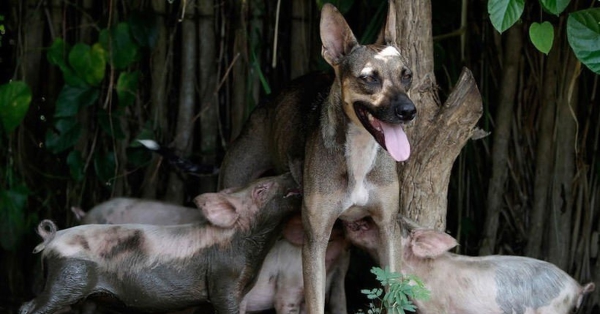 Где принимают животных. Животных которые выкармливают чужих детенышей. Номер приюта для кошек. Маленький львенок. Хищники в природе.