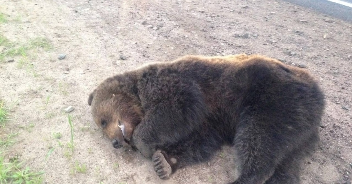 Нападение 2023. Медведи. Медведь фото. Медведь с медвежонком.